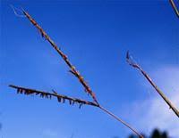 Image result for Diheteropogon amplectens