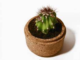 Many cacti and succulents can actually also be grown indoors. How To Mend A Cactus Ifixit Repair Guide