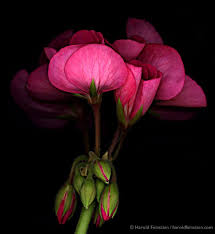 Yet it can be surprisingly difficult, even for more seasoned photographers. Flowers Harold Feinstein Photographer