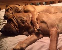 Bill's bloodhound puppies, kearneysville, west virginia. Bluegrass Bloodhounds Home Facebook