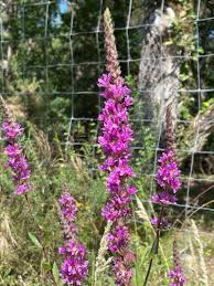 Image result for Lythrum