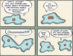 ameba cell division cartoon evoliteracy evolution cartoon science comics cartoon