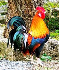 Decorating With Roosters For A French Country Look Beautiful Chickens Chickens Backyard Chickens And Roosters