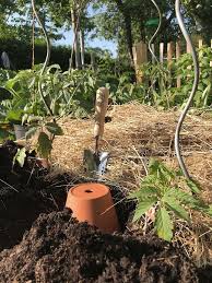 Tomaten Fast Ohne Giessen Ollas Zur Beet Bewasserung Selber Machen Gartenblog Hauptstadtgarten Bewasserung Garten Hinterhof Pflanzen Gartenbewasserung