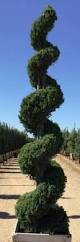 Image result for spiral cut juniper trees