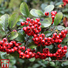 Image result for Pyracantha coccinea red column