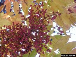 Pistache will make the best fall color when grown in full sunlight. Chinese Pistache Pistacia Chinensis Bunge