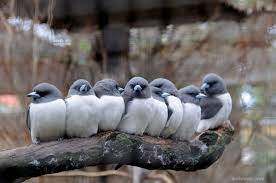 Look at all these colorful and stunning bird pictures. Birds Group