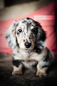 Pin By Bernice Podd On Doxie Love Dachshund Puppies Dapple Dachshund Dachshund Breed