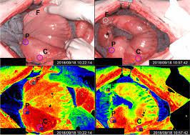 Quantitative Serosal And Mucosal Optical Imaging Perfusion Assessment In Gastric Conduits For Esophageal Surgery An Experimental Study In Enhanced Reality Springerlink