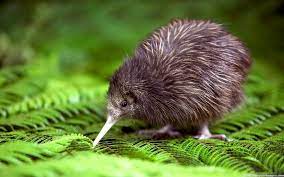 Almost everything about them is unique. Top Places For Kiwi Bird Spotting In The North Island Of New Zealand