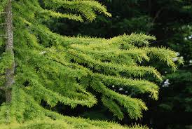 Image result for Allophylus pseudopaniculatus