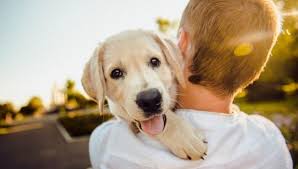 30 Funny Dog Quotes Silly Adoring And All Too Real What is a dog's favorite city?