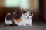 Calico Cats - Facts, Genetics, Temperament & Types - Petmoo