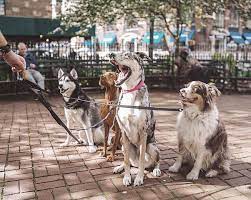 For over 10 years, happy tails has been providing the marshalltown, ia and surrounding communities with reliable pet boarding services at competitive prices. Happy Tails Licensed Dubai Pet Services Home Facebook