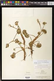 Image result for Heteranthera callifolia