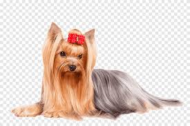 25 cute long haired jack russell terrier pictures. Yorkshire Terrier Italian Greyhound Finnish Spitz Poodle Boxer Long Hair Animals Carnivoran Png Pngegg