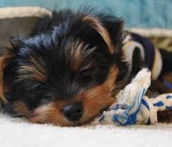 Conditions like anemia, tumors, and low oxygen levels can all feature rapid breathing as a symptom. Rapid Breathing In Puppies Daily Dog Discoveries