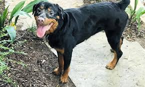 Adoption application process, home inspection required, adoption (new owner) form to sign about southwestern rottweiler club of san diego we rescue pure bred rottweilers from various places; These Fort Worth Based Pups Are Up For Adoption And In Need Of Good