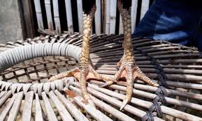 Ayam bangkok yang memiliki bentuk kaki kecil dan jari yang panjang lebih pedas dan menyakitnya jika mengenai tubuh ayam tandingnya.sehingga,ia akan lebih mudah kesakitan dan tak lama kemudian juga bisa di pastikan tumbang. Ayam Bangkok Jambul Ayampetarung Com