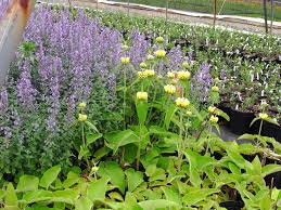 Image result for Phlomis fruticosa