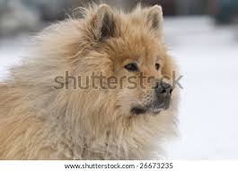 After ww ii, the task of rebuilding the breed was spearheaded by a committee led by hans weigelschmidt. Wolf Grey Eurasier Puppy Novocom Top