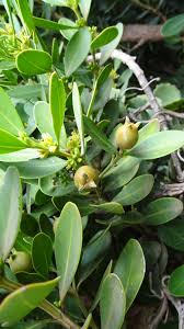 Image result for Buxaceae