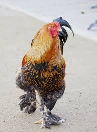 At roosters men's grooming center, we provide authentic barbering services designed with men in mind. Our 13 Favorite Rooster Breeds Including Pictures 2021