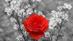 You can use red white petal flowers hd wallpaper for your iphone 5, 6, 7, 8, x, xs, xr backgrounds, mobile screensaver, or ipad lock screen and another smartphones device for free. Rose Flower Black And White Background Hd Wallpaper Of Black And White Red Roses Wallpaper Red And White Roses Valentines Red Roses