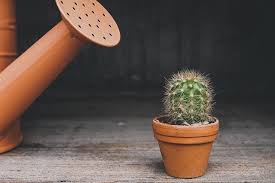 Después de tener un sin fin de plantas y que por mi descuido o por algo que no puedo entender se mueran, he decidido hacer mi cactus de ropa. Como Plantar Cactus Como Cultivar Cactus