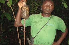 Image result for Coula edulis