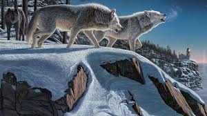 pin by tamara steinwendner on wolf fantasy wolf wolf beautiful wolves