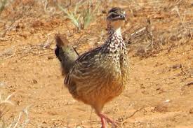 Image result for Kraussia kirkii