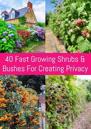 It makes a tough privacy screen or windscreen that is salt tolerant and grows best in full sun. 40 Fast Growing Shrubs And Bushes For Creating Privacy