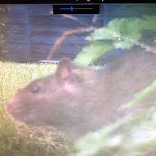 Was Konnte Da Wohnen Tiere Garten Natur