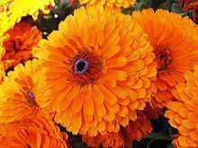 Pot Marigold Apothecary Flower Seeds Marigold Flower October Flowers