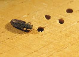 Powderpost beetles are the most common hardwood flooring beetle. What Are Powder Post Beetles And How Can You Get Them Out Of Your Hardwood Floors Artisan Wood Floors Llc