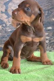 Wayfair.com has been visited by 1m+ users in the past month 160 Doberman Puppies Ideas Doberman Puppies Doberman Puppy