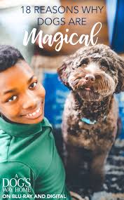 18 reasons why dogs are magical fun family activities fun activities for kids dogs of the world
