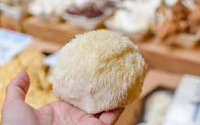 From brain health to better aging. The Freshcap Guide To Lion S Mane Mushroom Freshcap Mushrooms