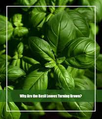 This has to be brought down with the help of a lot of to make the solution you will need some basil leaves and wedges of lime. Why Are The Basil Leaves Turning Brown Causes Treatment