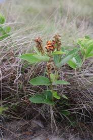 Image result for Sisyranthus imberbis