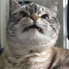 Kitties from the bahamas, rescued from a flooded shelter after hurricane dorian. Angry Cat Meme æ¢åååº«