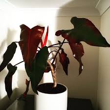 Philodendron Dark Lord Philodendron Plant Shade Perennials Philodendron