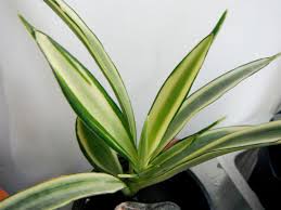 Image result for Sansevieria parva
