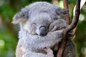 Energy is necessary for living beings to grow. Featured Animal Koala Animal Fact Guide