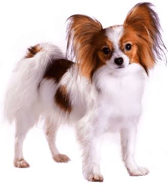 Papillon Training, Personality, & More | TrainPetDog