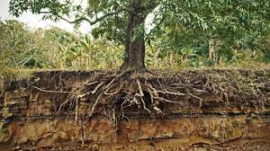 A Black Media Brand Relaunches While Sticking To Its Roots Tree Roots Tree Root Removal Tree