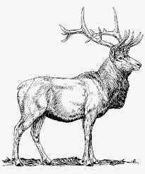 It can be used by the designers for drawing books or for sketching lessons for learners. Moose Deer Head Animal Drawings Elk Clip Art 800x899 Png Download Pngkit