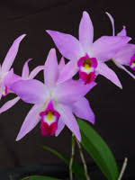 Image result for Fadogia ancylantha